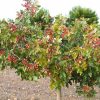 pistacio Sadnice Pistaca