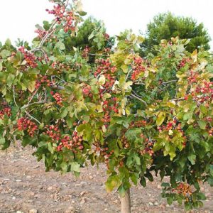 pistacio Sadnice Pistaca