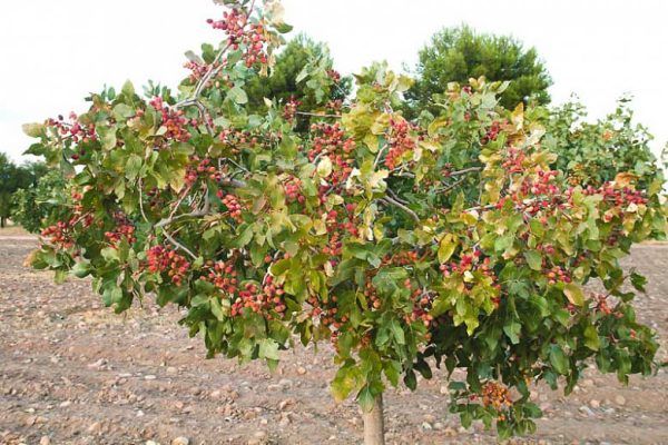 pistacio Sadnice Pistaca