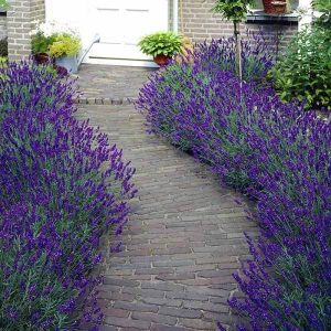 lavanda Sadnice Lavande
