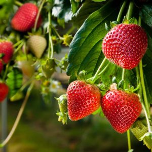 Sagra-della-Fragola Sadnice Jagode Lucija