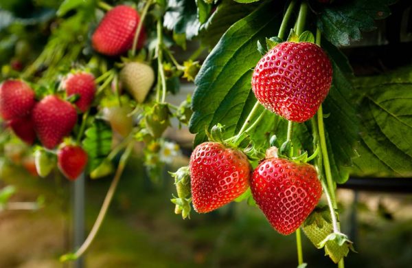 Sagra-della-Fragola Sadnice Jagode Lucija