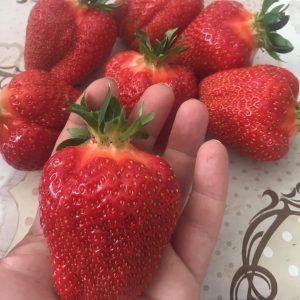 Živići Jagode (100 komada)