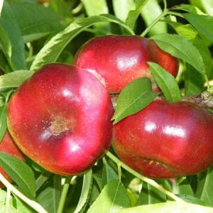 Pljosnata Nektarina