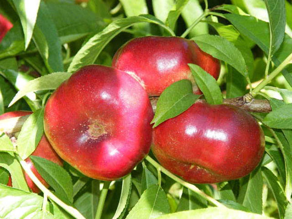 Pljosnata Nektarina