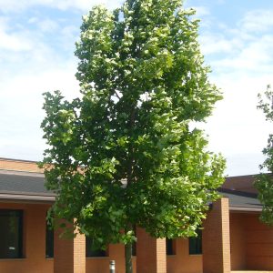 Liriodendron