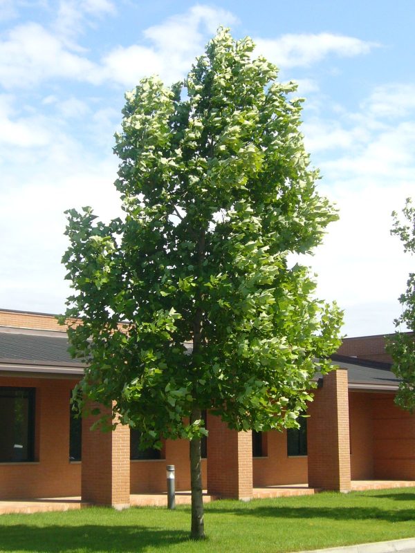 Liriodendron