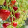 2026_61_sagra-delle-fragole Stalnoradjajuca Jagoda Premium