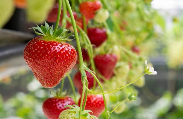 2026_61_sagra-delle-fragole Stalnoradjajuca Jagoda Premium