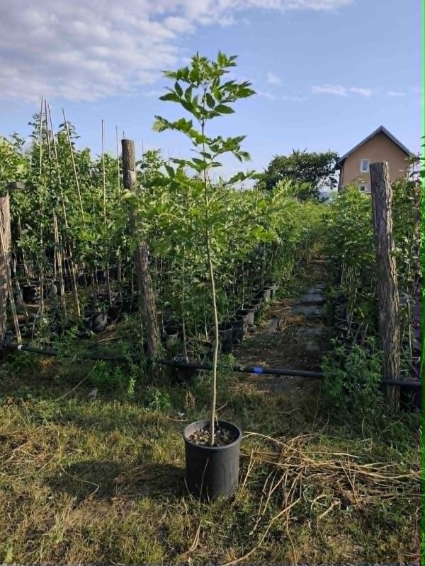 Sadnice Poljski Jasen(fraktus angustifolija)