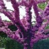 Judino drvo (Cercis siliquastrum)