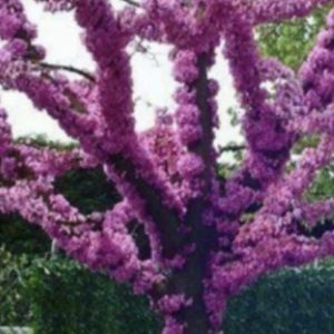 Judino drvo (Cercis siliquastrum)