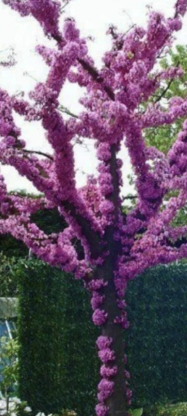 Judino drvo (Cercis siliquastrum)
