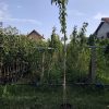 Divlja tresnja (Prunus avium)