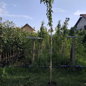 Divlja tresnja (Prunus avium)