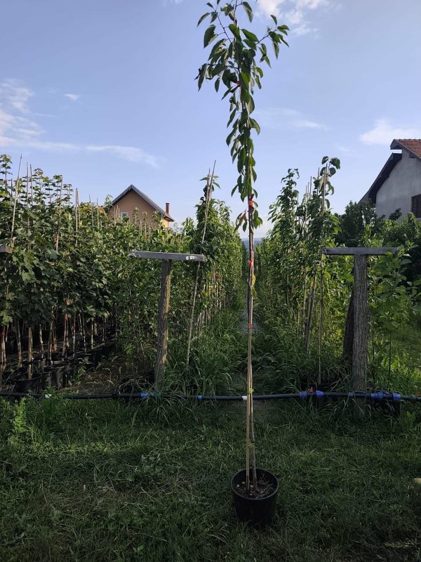 Divlja tresnja (Prunus avium)
