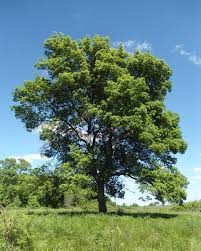 Sadnice Poljski Jasen(fraktus angustifolija)