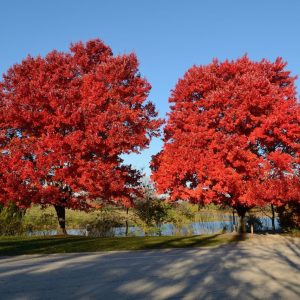 Crveni Hrast (Quercus rubra)