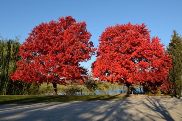 Crveni Hrast (Quercus rubra)