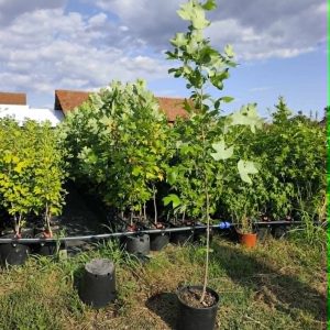 Liriodendron