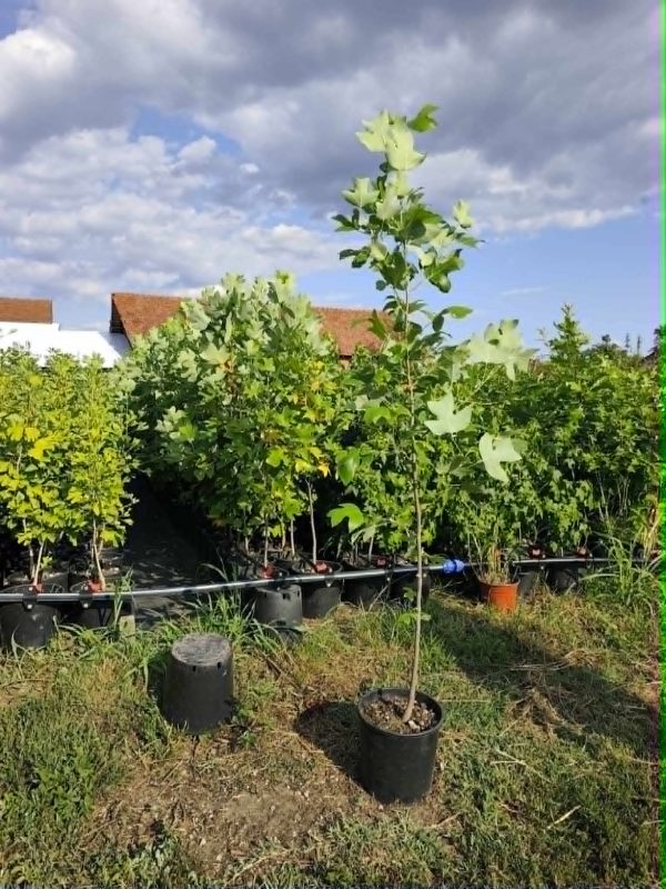 Liriodendron