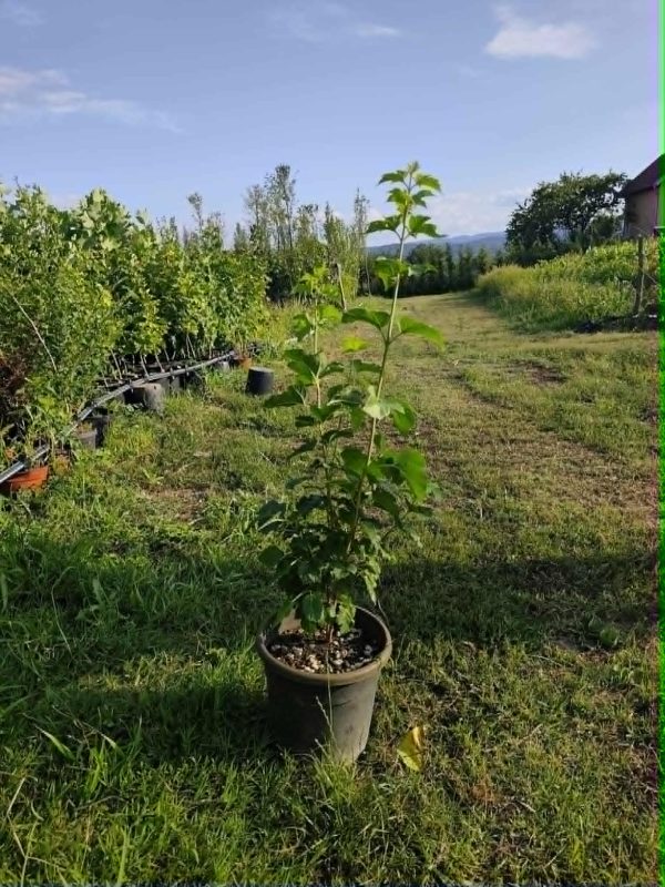 Sadnice Snezna grudva (viburnum opulus)