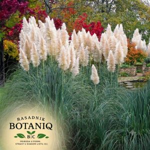 Sadnica Pampas trave beli
