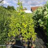 Ginko Biloba