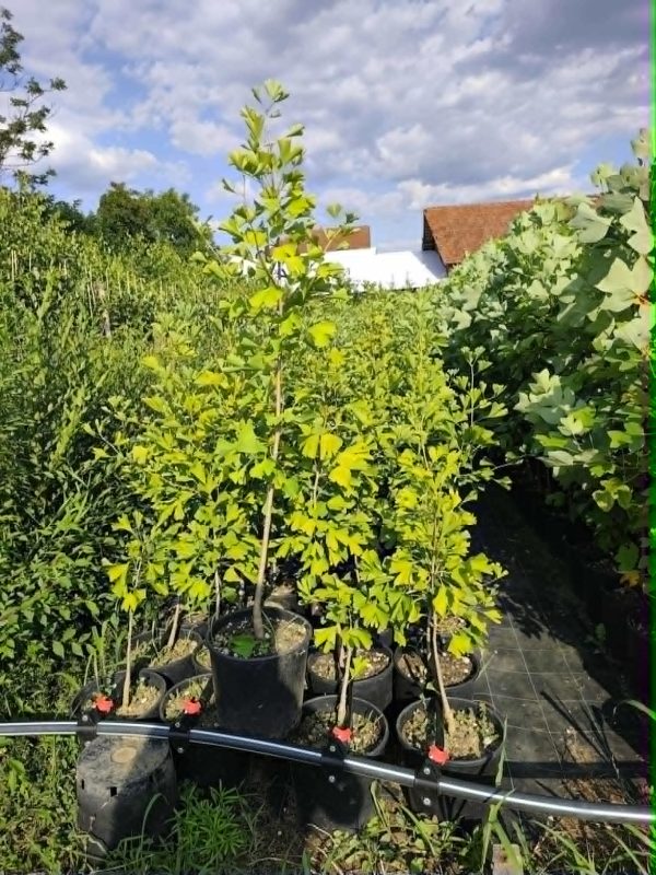 Ginko Biloba