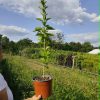 Sadnice Jablan (Populus nigra' italika')