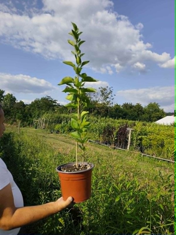 Sadnice Jablan (Populus nigra' italika')