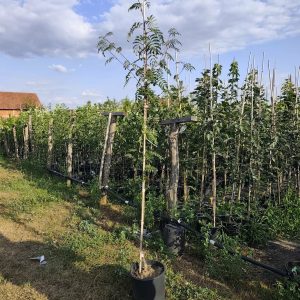 Sadnice Mukinja / Brašnjava Jerebika (Sorbus aria)