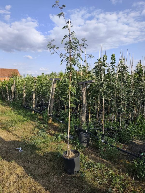 Sadnice Mukinja / Brašnjava Jerebika (Sorbus aria)