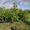 Crveni Hrast (Quercus rubra)