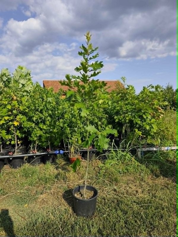 Crveni Hrast (Quercus rubra)