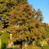 Sadnice Mukinja / Brašnjava Jerebika (Sorbus aria)