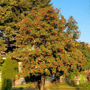 Sadnice Mukinja / Brašnjava Jerebika (Sorbus aria)