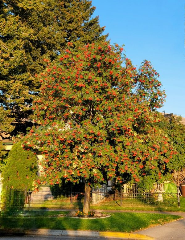 Sadnice Mukinja / Brašnjava Jerebika (Sorbus aria)