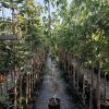 Sadnice Srebrni Javor (Acer sacharinum)