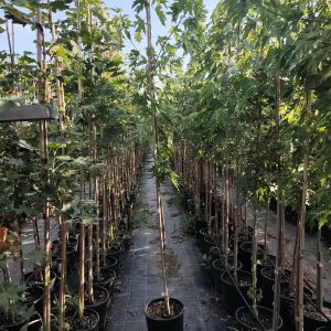 Sadnice Srebrni Javor (Acer sacharinum)