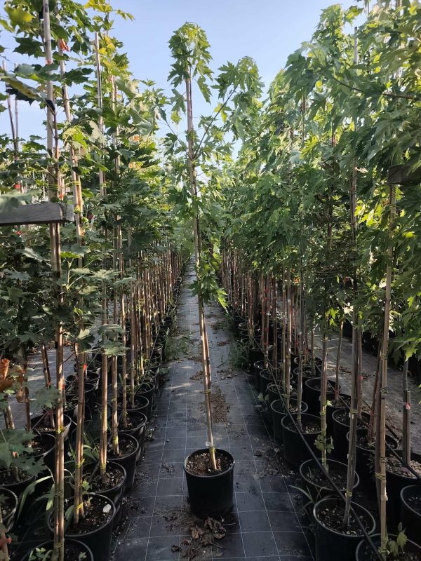 Sadnice Srebrni Javor (Acer sacharinum)