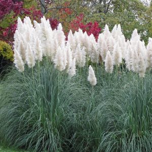 Pampas Trava Bela