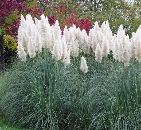 Pampas Trava Bela