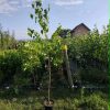 Sadnice Bela breza (Betula alba)