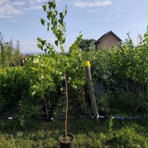 Sadnice Bela breza (Betula alba)