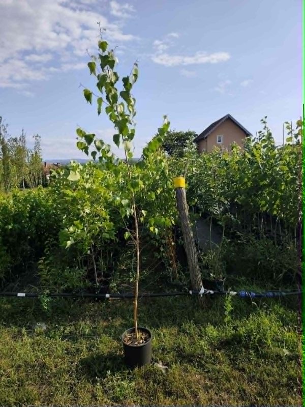 Sadnice Bela breza (Betula alba)
