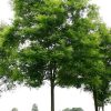 Sadnice Klen (Acer campestre)