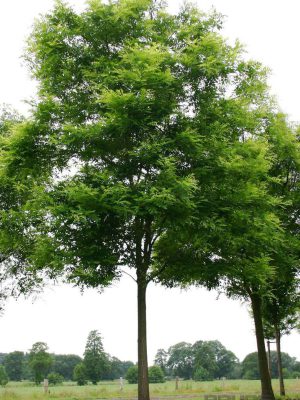 Sadnice Klen (Acer campestre)