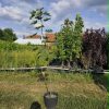Gorski Javor (acer pseudoplatanus)
