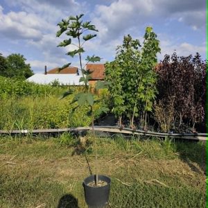 Gorski Javor (acer pseudoplatanus)